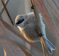 Rémiz penduline