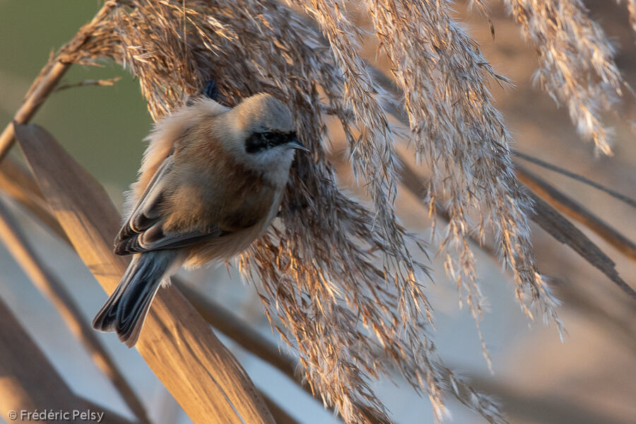 Eurasian Penduline Tit