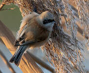 Rémiz penduline