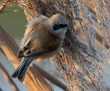 Eurasian Penduline Tit