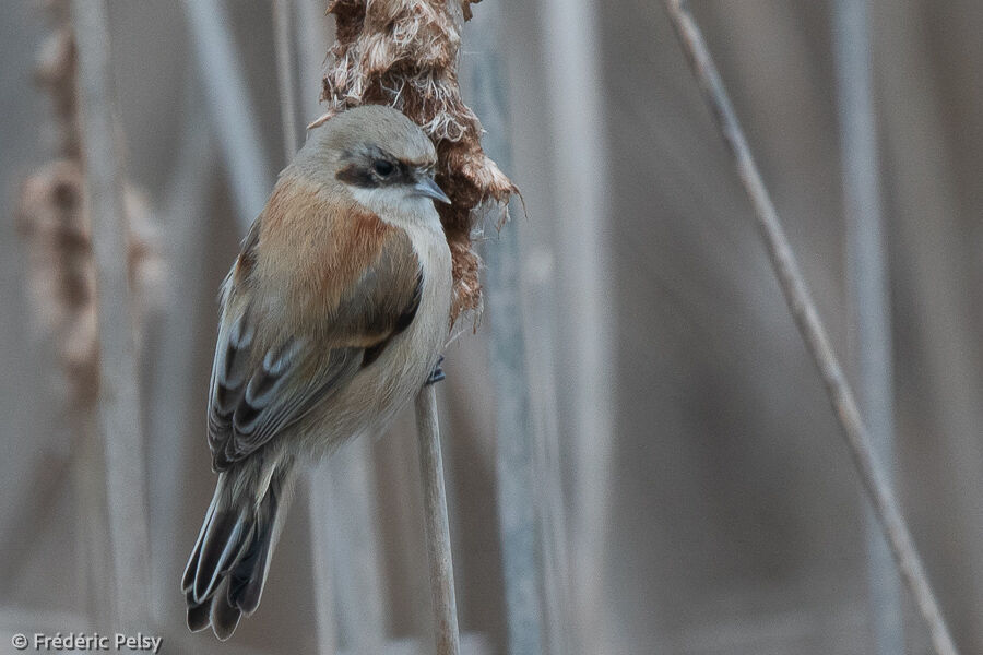 Eurasian Penduline Tit