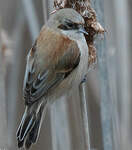 Rémiz penduline