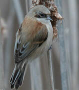 Eurasian Penduline Tit