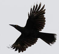 Black Currawong