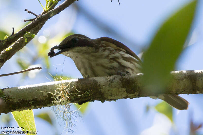 Rhabdornis à tête brune