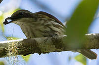 Rhabdornis à tête brune