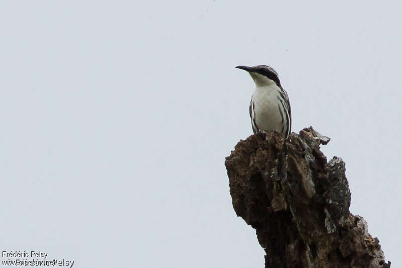 Rhabdornis à tête striéeadulte