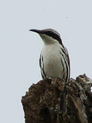 Stripe-headed Rhabdornis