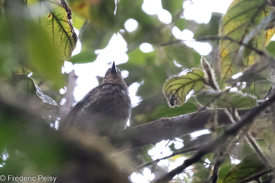 Mottled Berryhunter