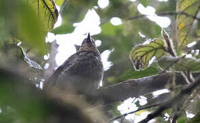 Mottled Berryhunter