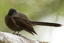 New Zealand Fantail