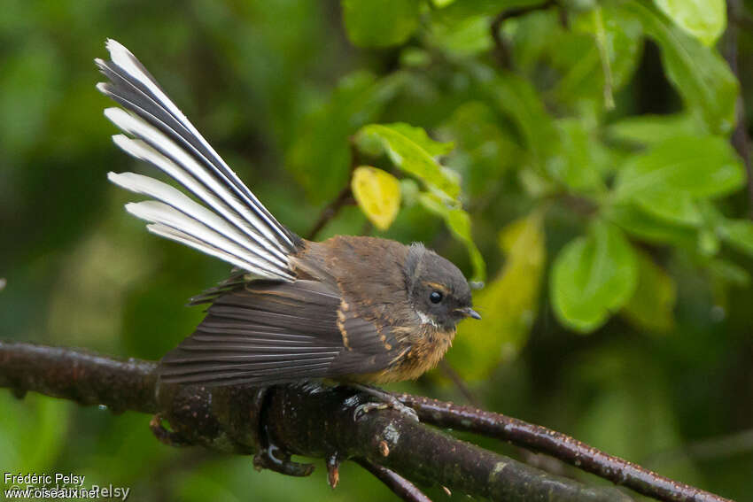 New Zealand Fantailadult, Behaviour