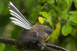 New Zealand Fantail