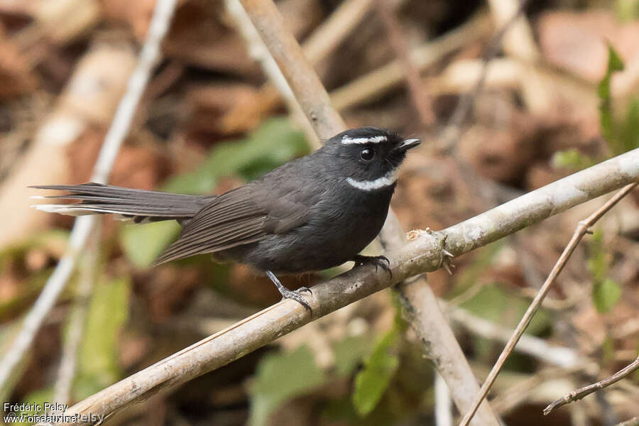 White-throated Fantailadult, habitat, pigmentation