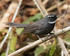 White-throated Fantail