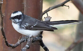 White-browed Fantail