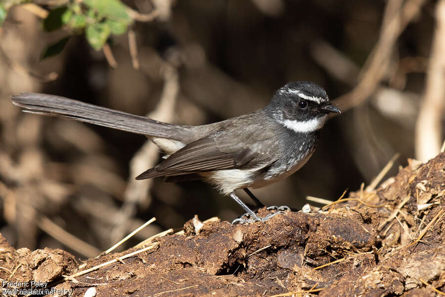 Rhipidure à poitrine tachetéeadulte, identification