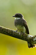 Northern Fantail