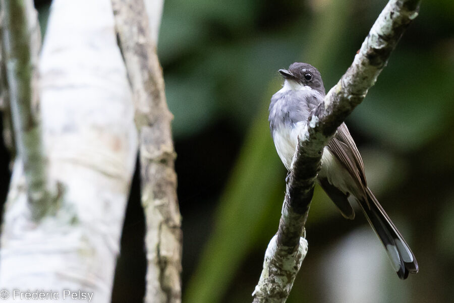 Northern Fantail