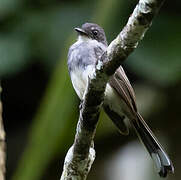 Northern Fantail