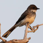 Rhipidure à ventre chamois