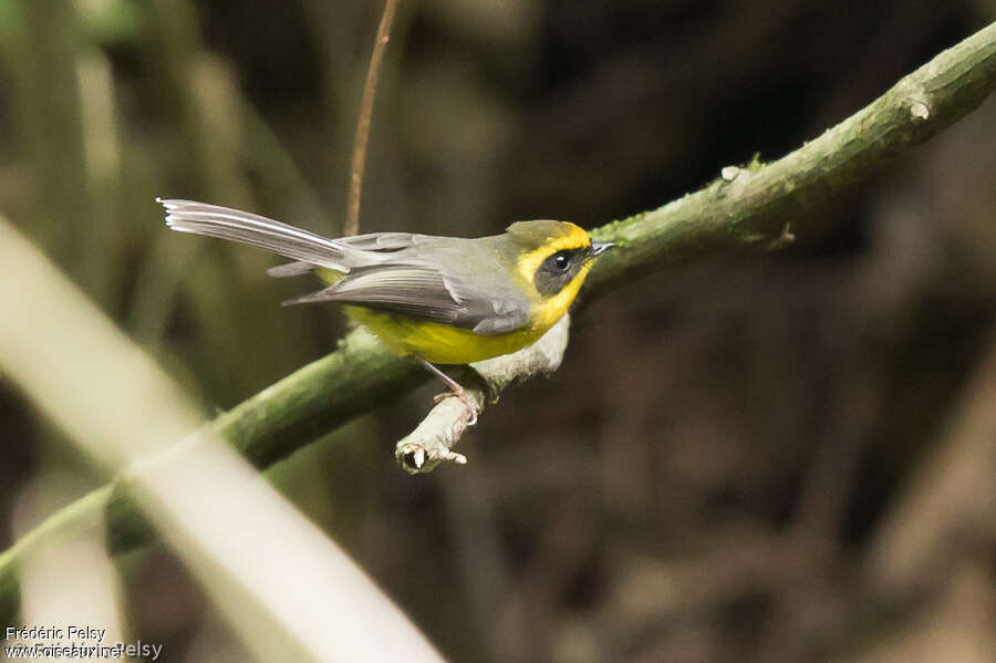 Rhipidure à ventre jaune mâle adulte, identification