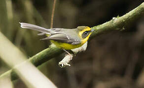 Yellow-bellied Fantail