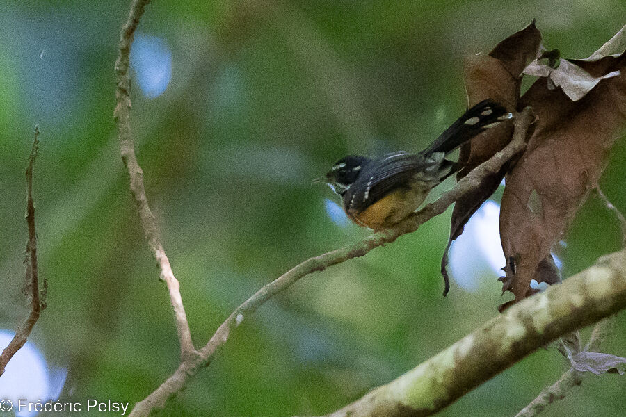 Chestnut-bellied Fantail