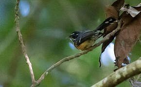 Chestnut-bellied Fantail