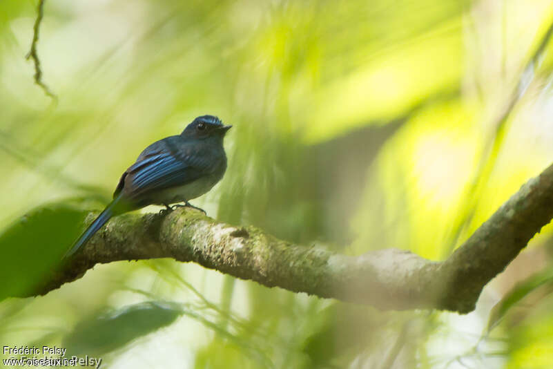 Rhipidure bleuadulte, identification