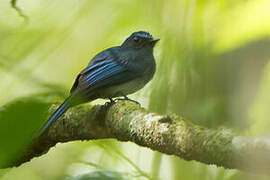 Mindanao Blue Fantail