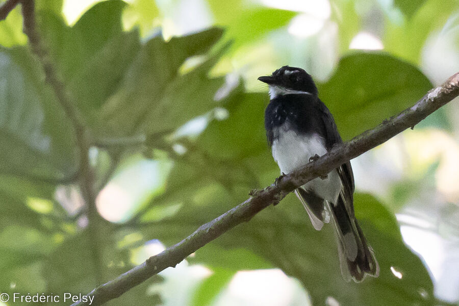 Biak Fantail