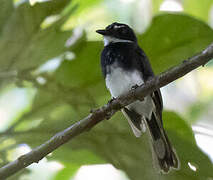 Biak Fantail