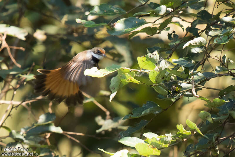 Sulawesi Fantail, Flight
