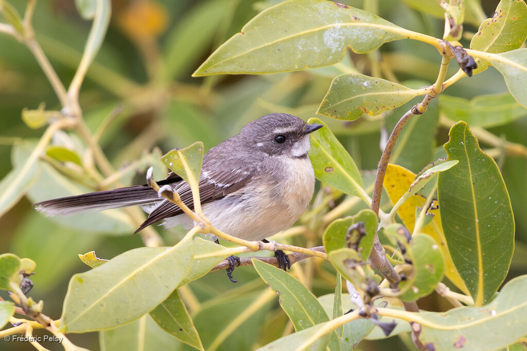 Rhipidure des mangroves