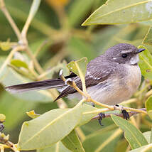 Rhipidure des mangroves