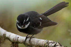 Friendly Fantail