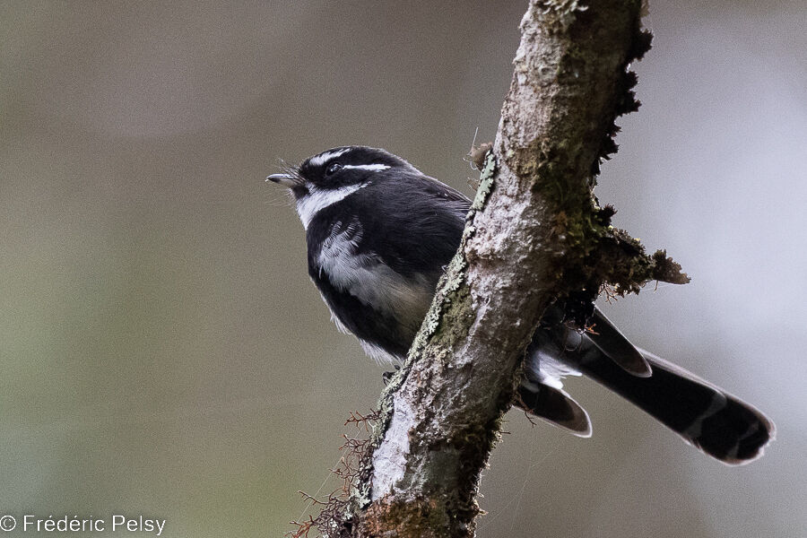 Friendly Fantail