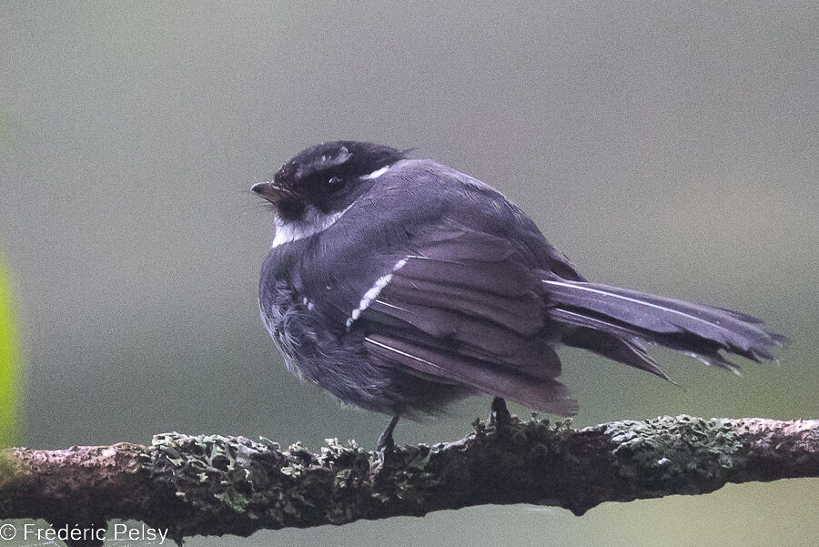 Friendly Fantail
