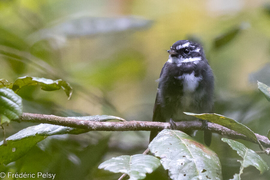 Friendly Fantail