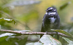 Friendly Fantail