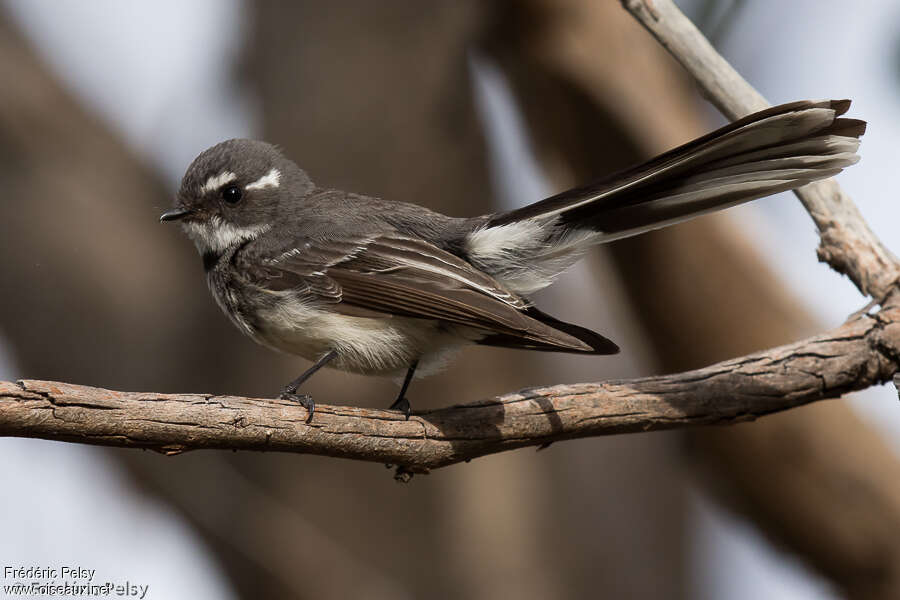 Rhipidure grisadulte, identification