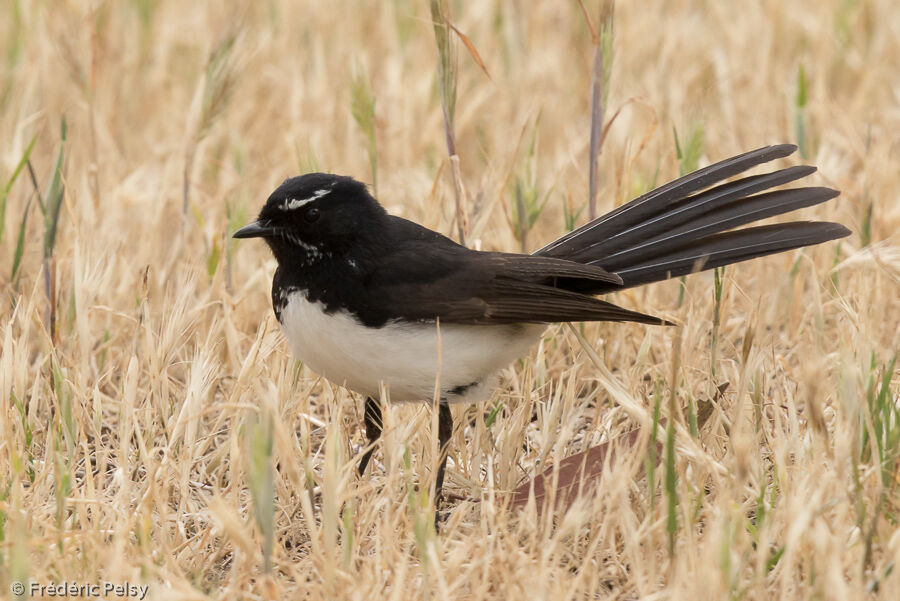 Willie Wagtail