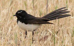 Willie Wagtail