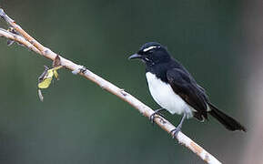 Willie Wagtail