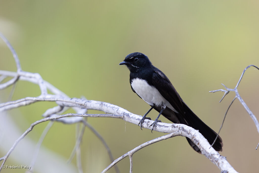 Rhipidure hochequeue