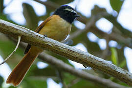 Black-and-cinnamon Fantail