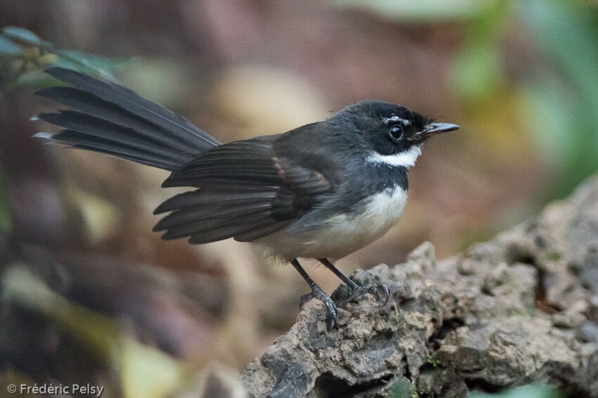 Malaysian Pied Fantailadult, identification, aspect