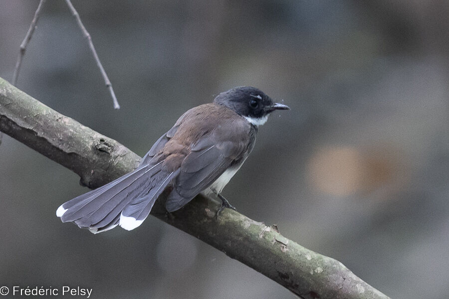 Malaysian Pied Fantail