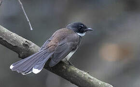 Malaysian Pied Fantail